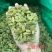 2025年新货！新疆葡萄干中绿大绿大黄大量有货，不包邮！