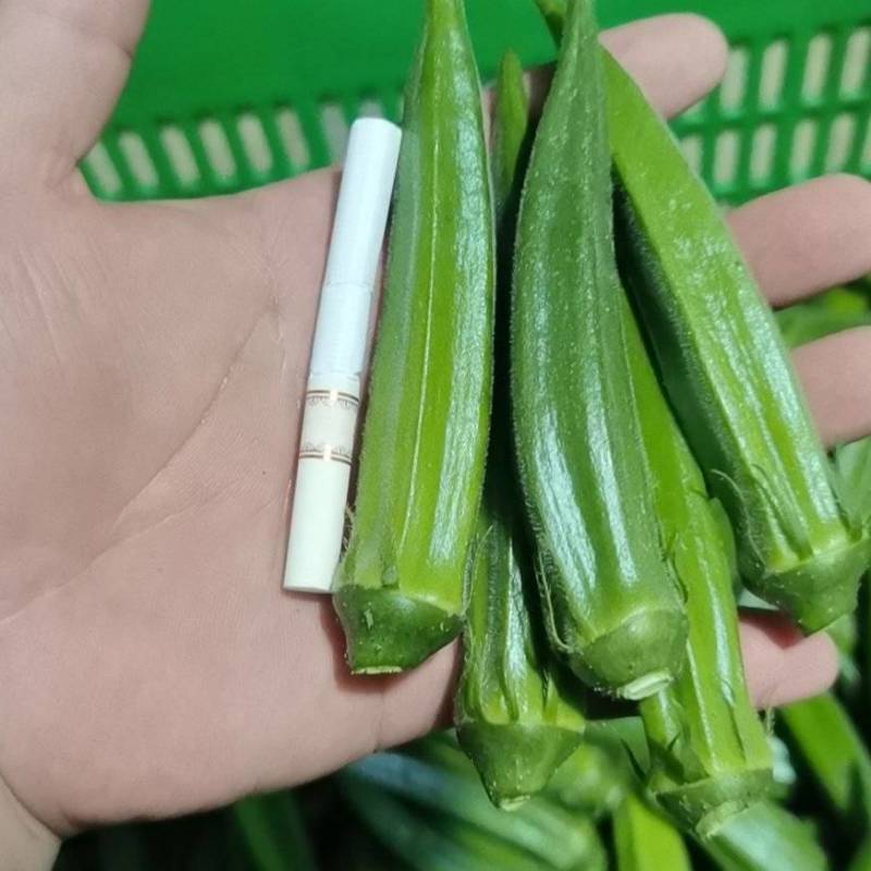 山东青岛莱西莱阳秋葵，电商，团购，市场一件代发
