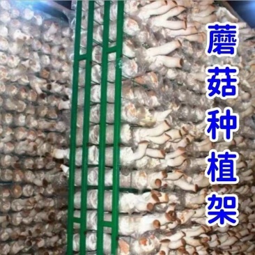 食用菌出菇架子大棚蘑菇培养网格网架香菇出菇发菌房平菇架子