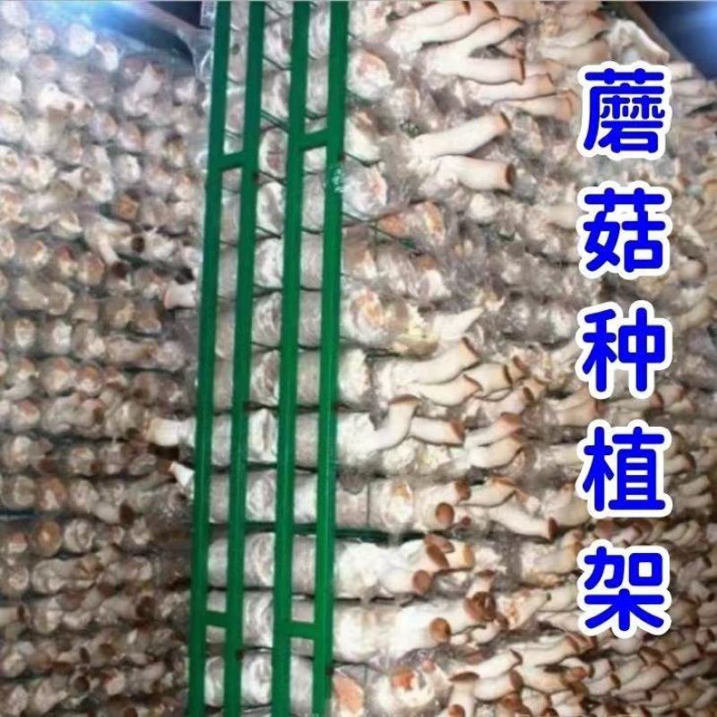 食用菌出菇架子大棚蘑菇培养网格网架香菇出菇发菌房平菇架子