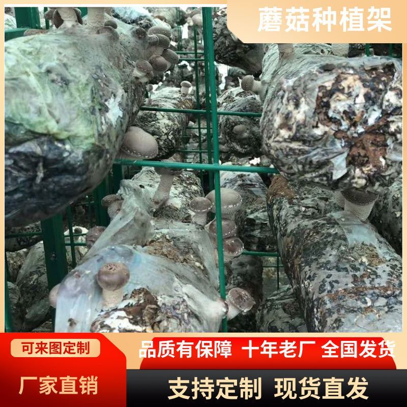 食用菌出菇架子大棚蘑菇培养网格网架香菇出菇发菌房平菇架子