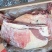 牛排肉多牛排骨地摊火锅牛排牛排切块全国冷链批发