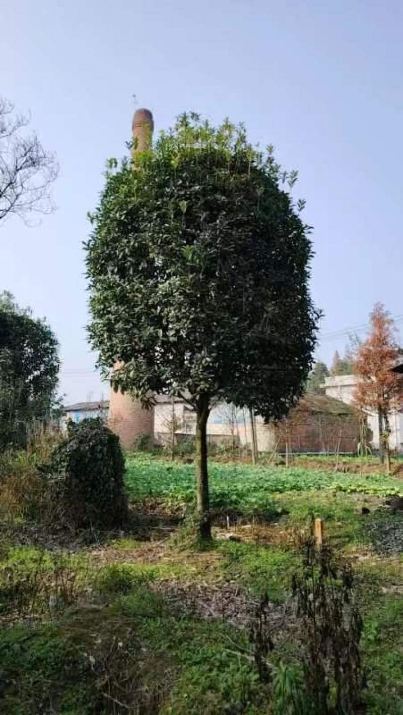 桂花