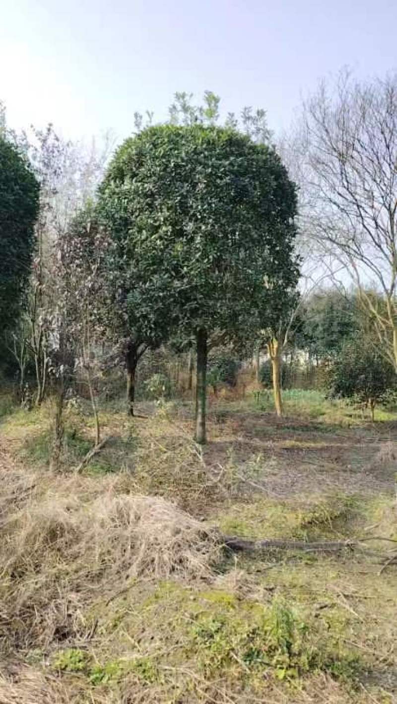 桂花