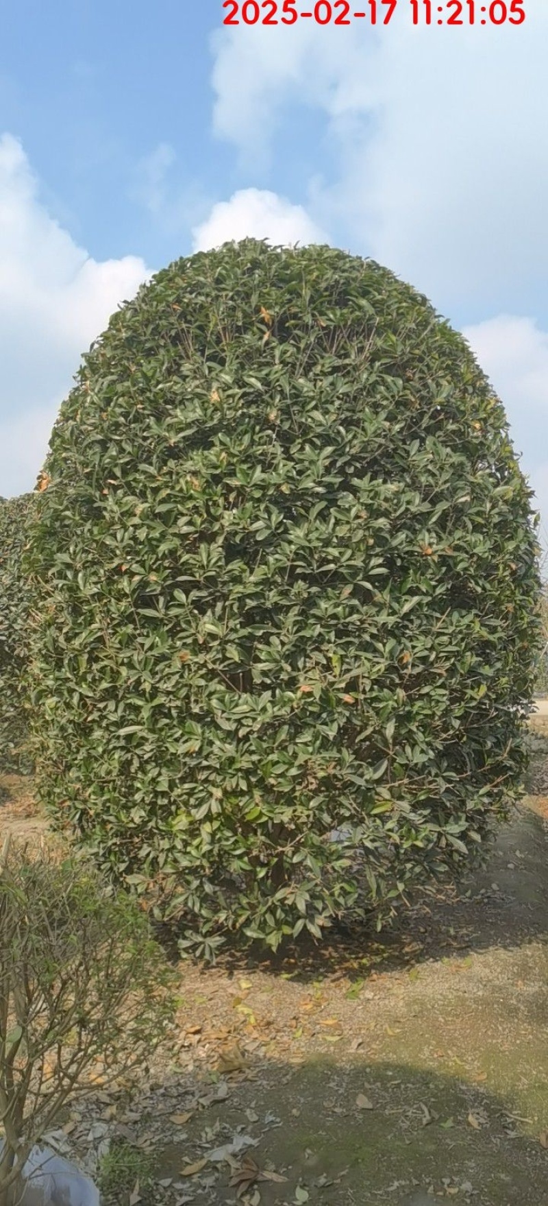 桂花
