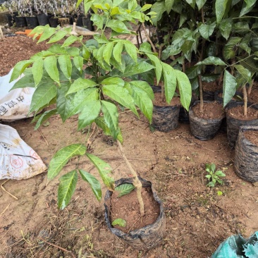 大果鸡心黄皮苗