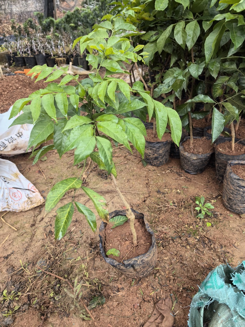 大果鸡心黄皮苗