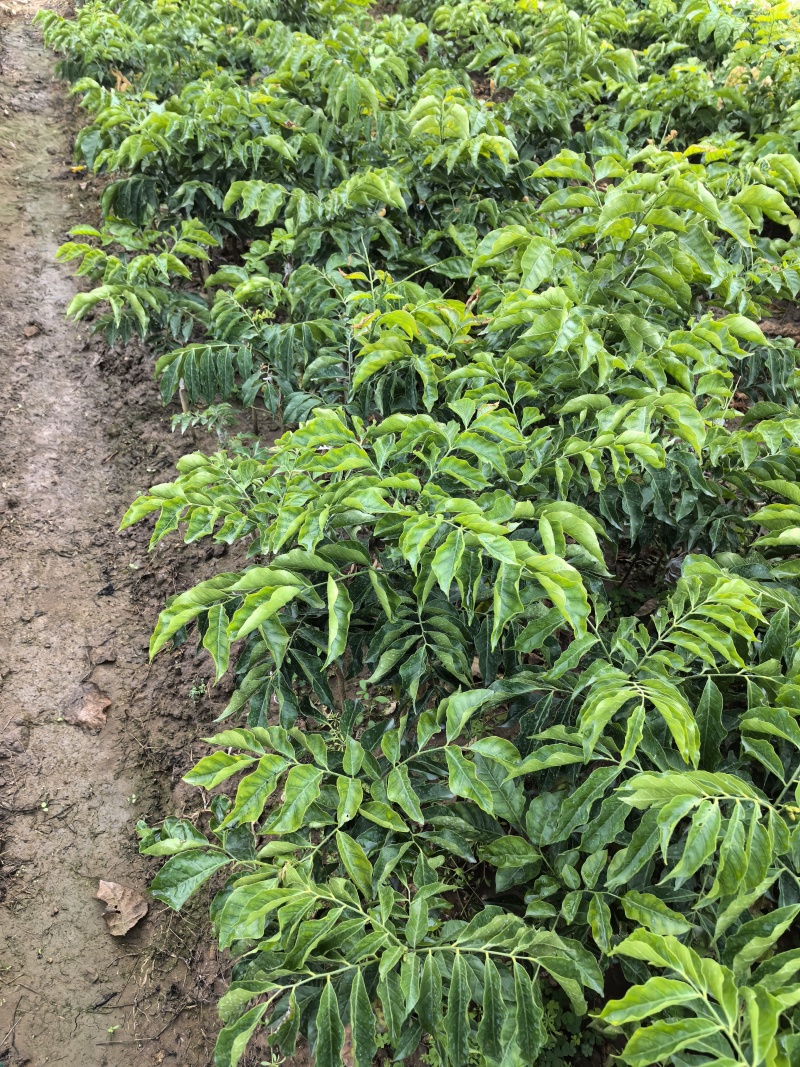 大果鸡心黄皮苗