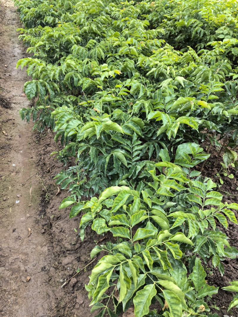 大果鸡心黄皮苗