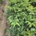 大果鸡心黄皮苗