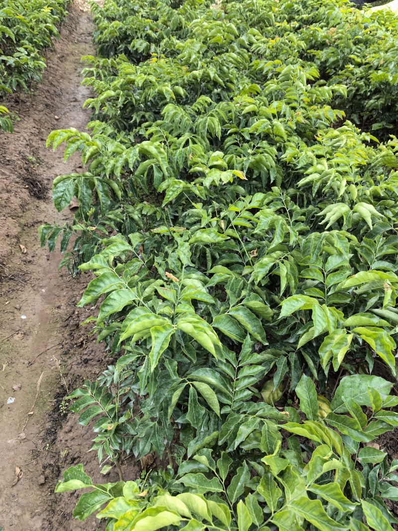 大果鸡心黄皮苗