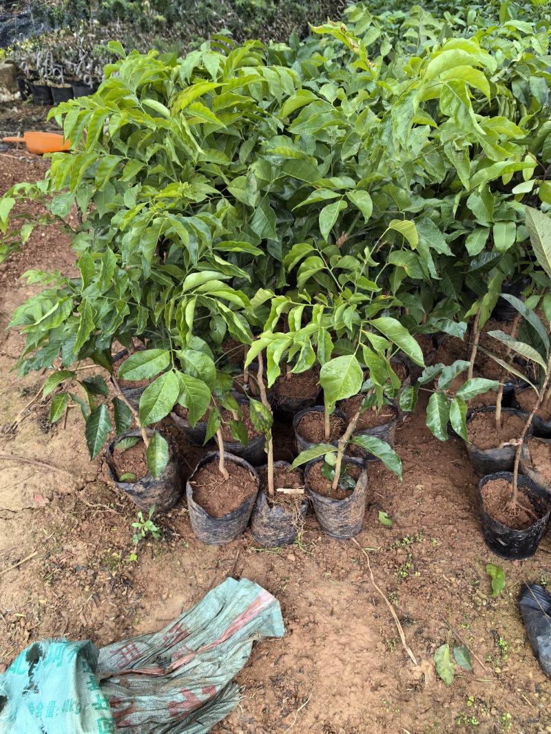 大果鸡心黄皮苗