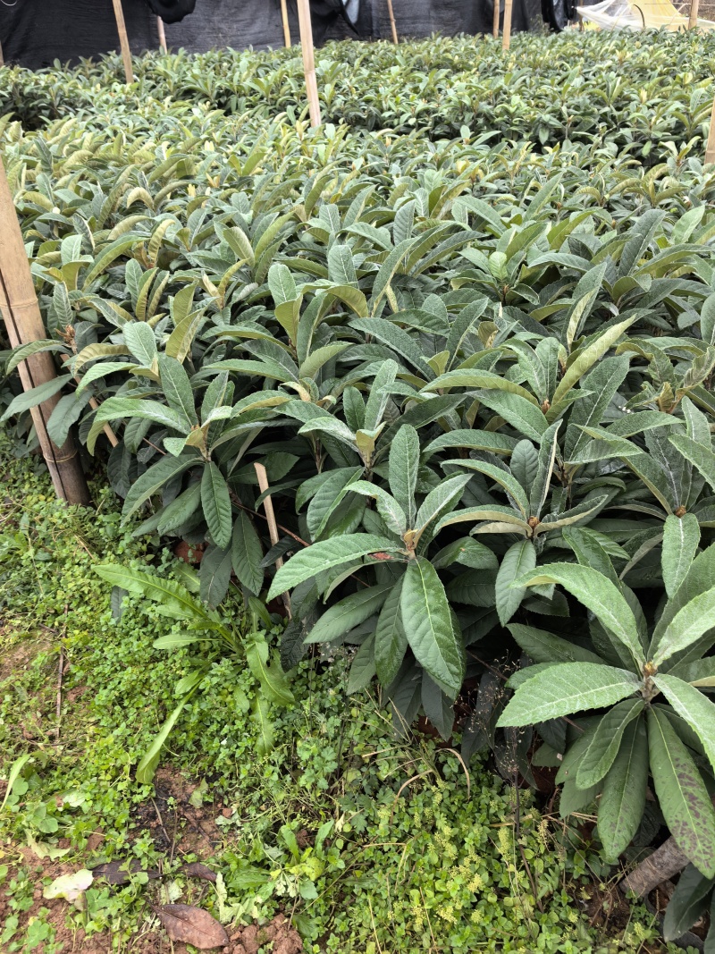 枇杷苗