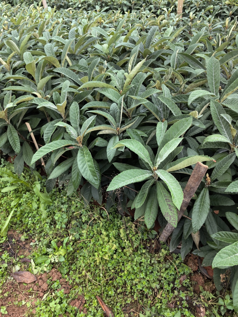 枇杷苗