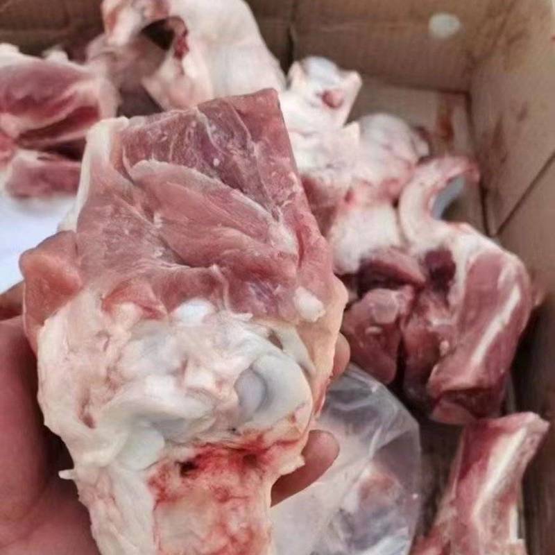 肘骨