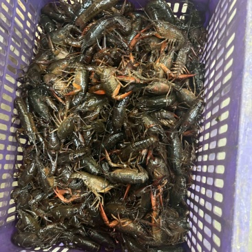 小龙虾