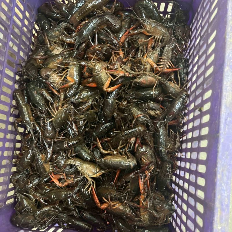 小龙虾