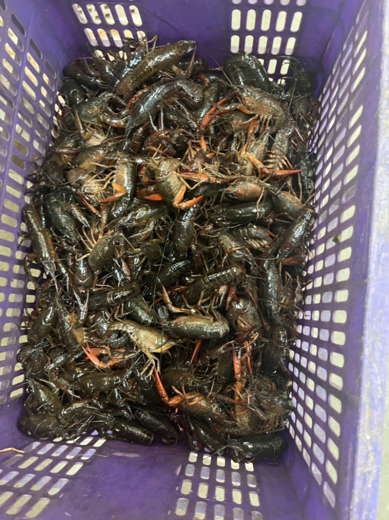 小龙虾