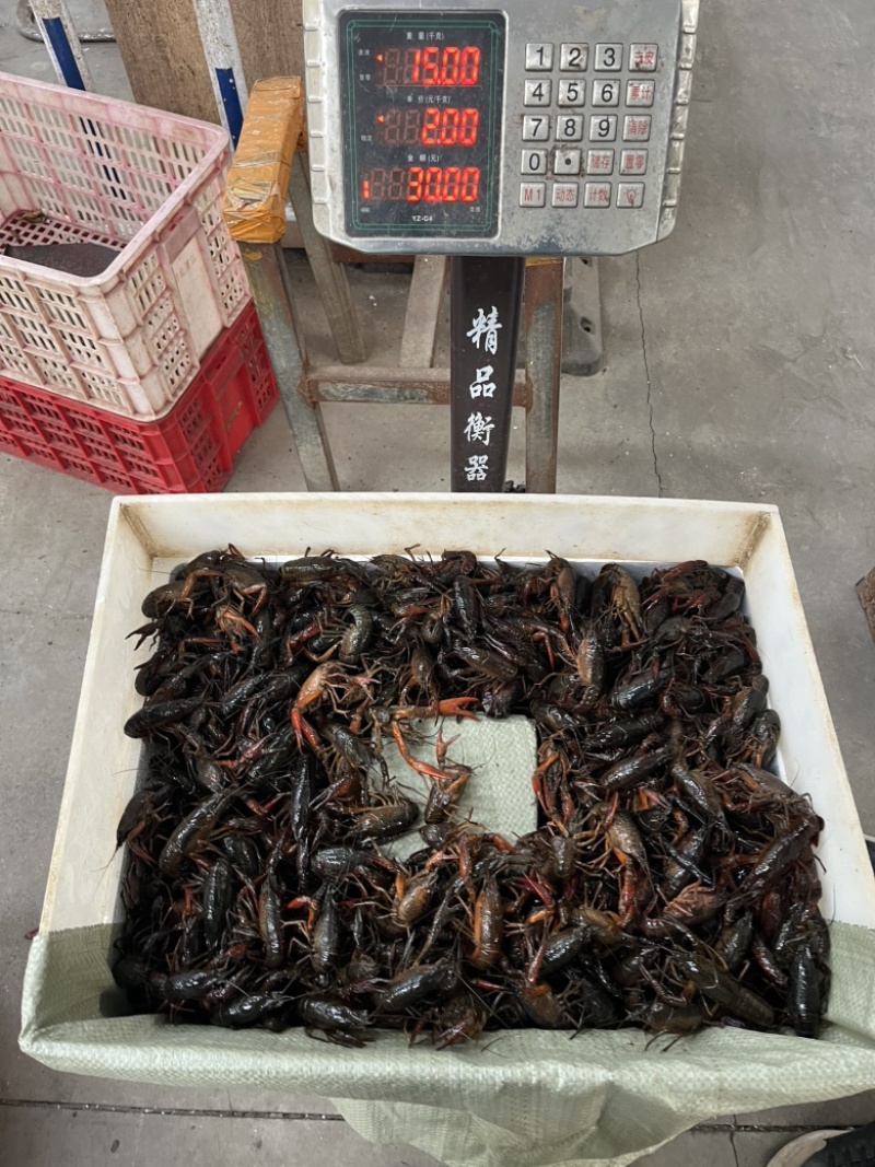 小龙虾