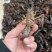 小龙虾