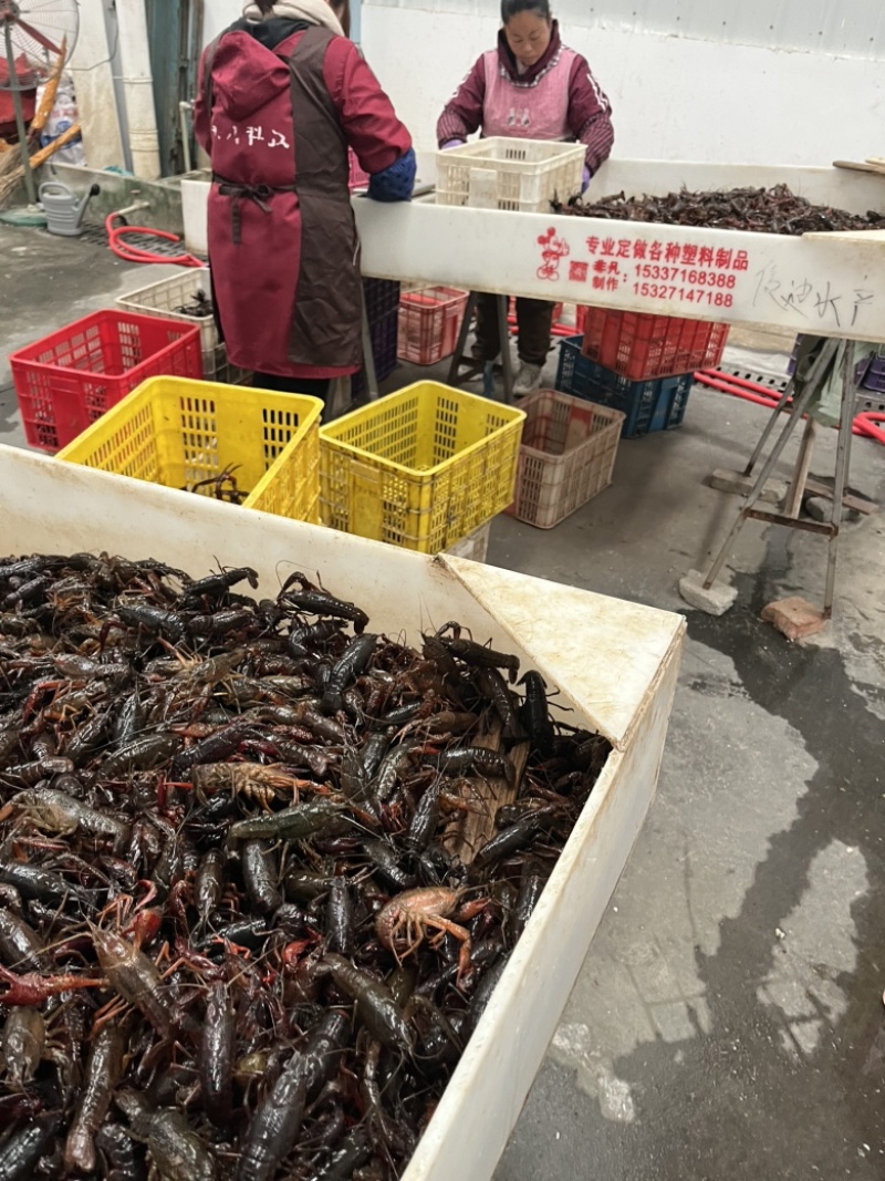 小龙虾