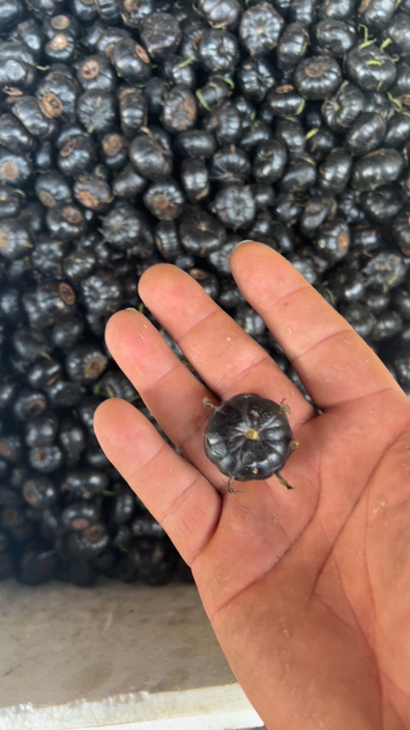 云南红果参现货批发市场货精品果非电商货现货批发