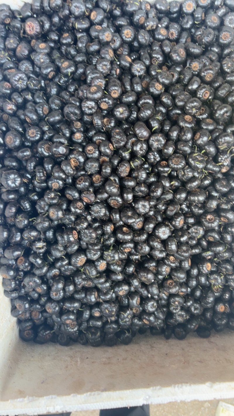 云南红果参现货批发市场货精品果非电商货现货批发