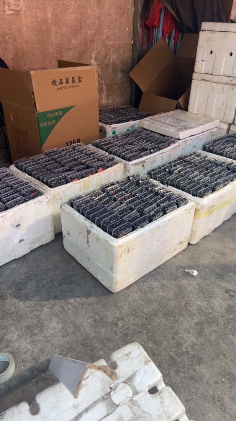 云南红果参现货批发市场货精品果非电商货现货批发