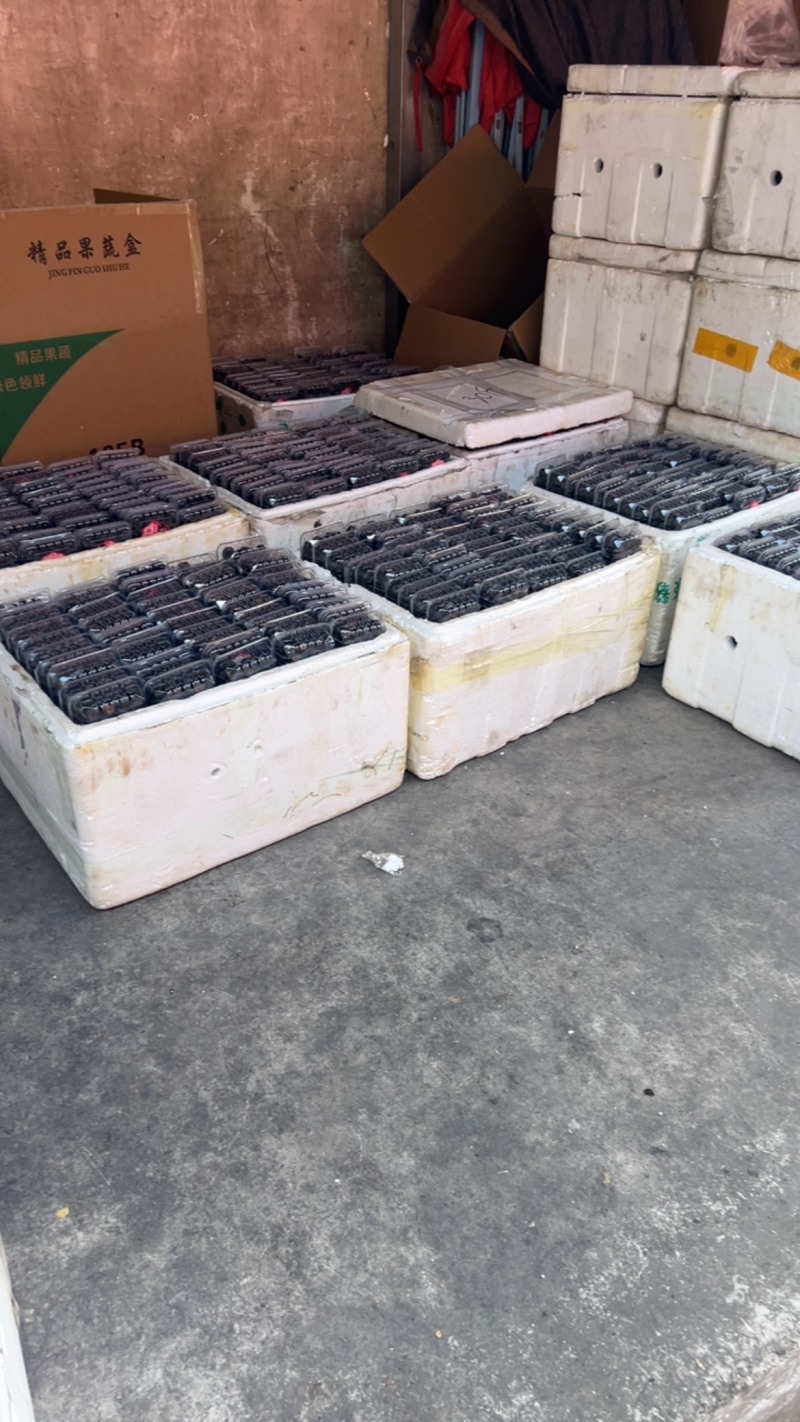 云南红果参现货批发市场货精品果非电商货现货批发