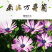 南非万寿菊种子蓝目菊非洲菊种子耐寒景观园林庭院花卉四季花