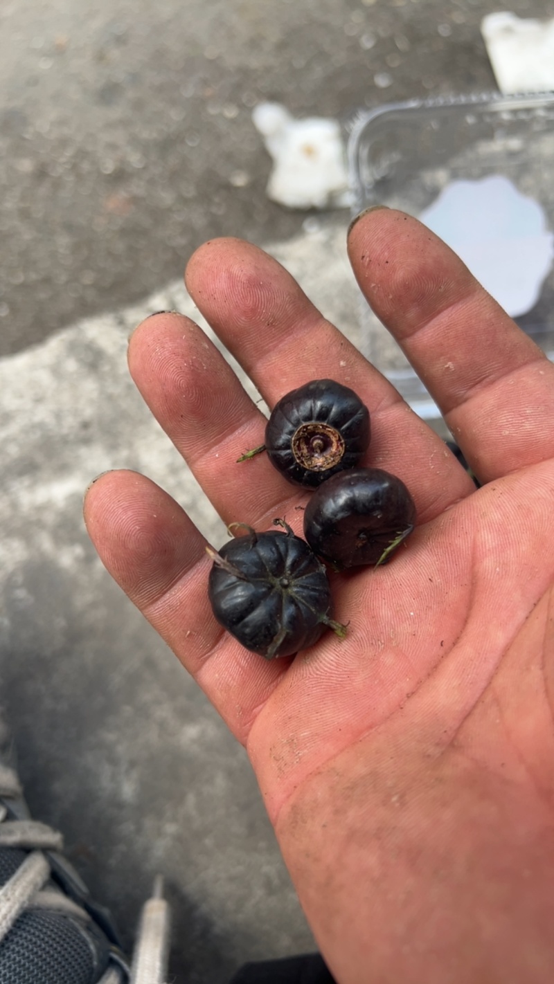 云南红果参现货批发市场货精品果非电商货现货批发