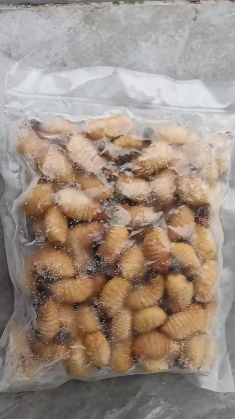 竹虫冻体