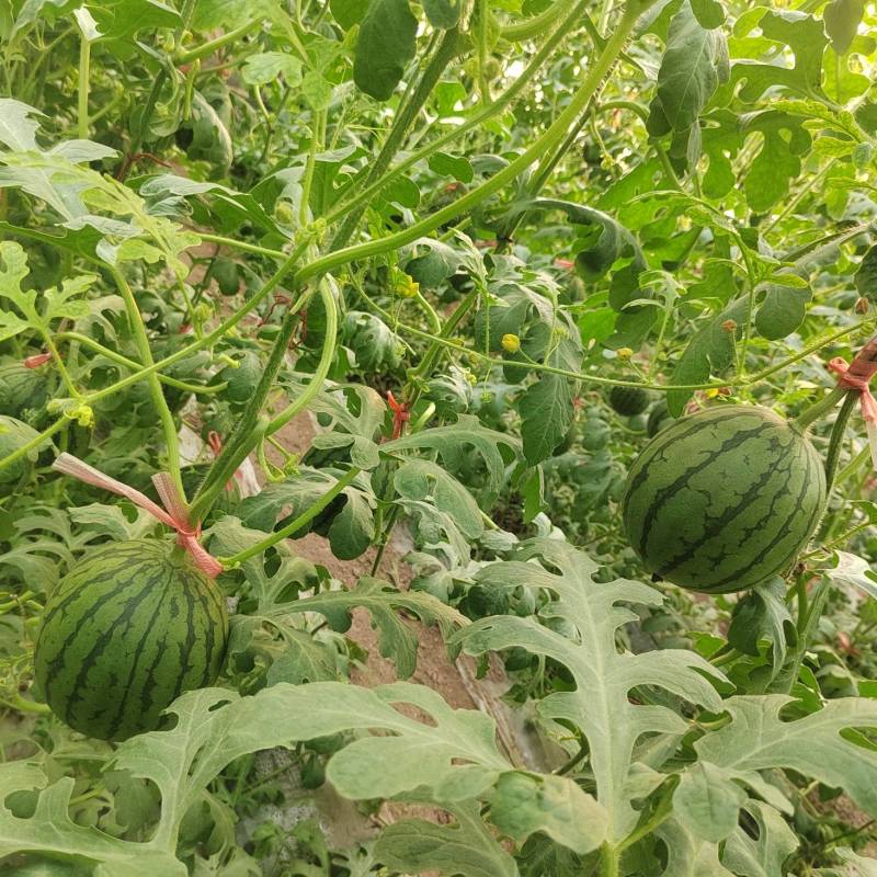 包量包量