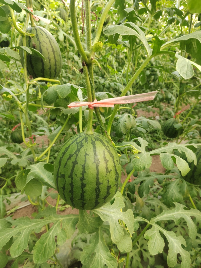 包量包量