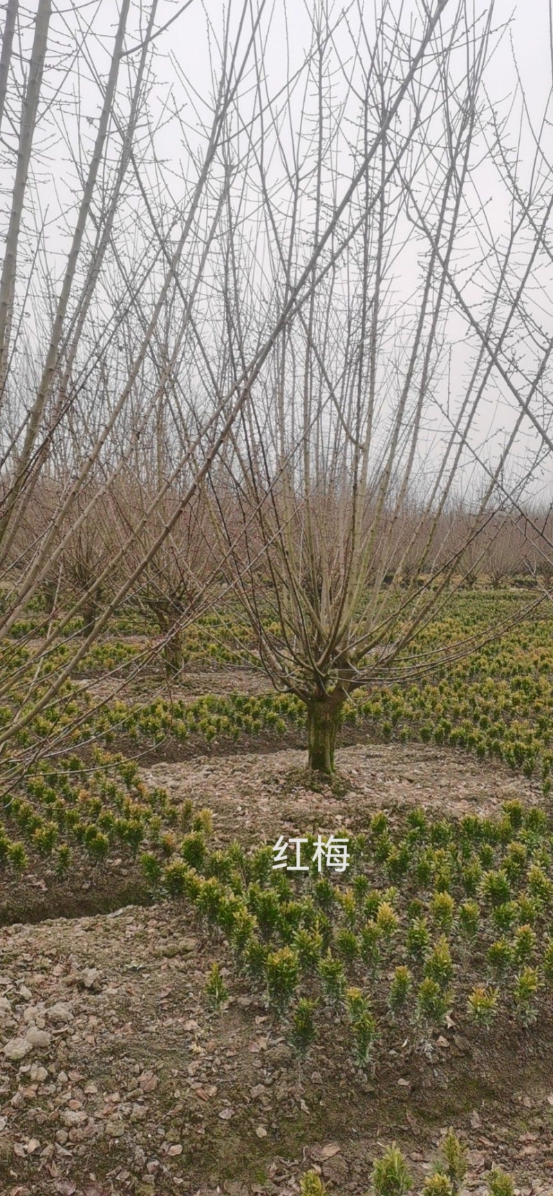 红梅