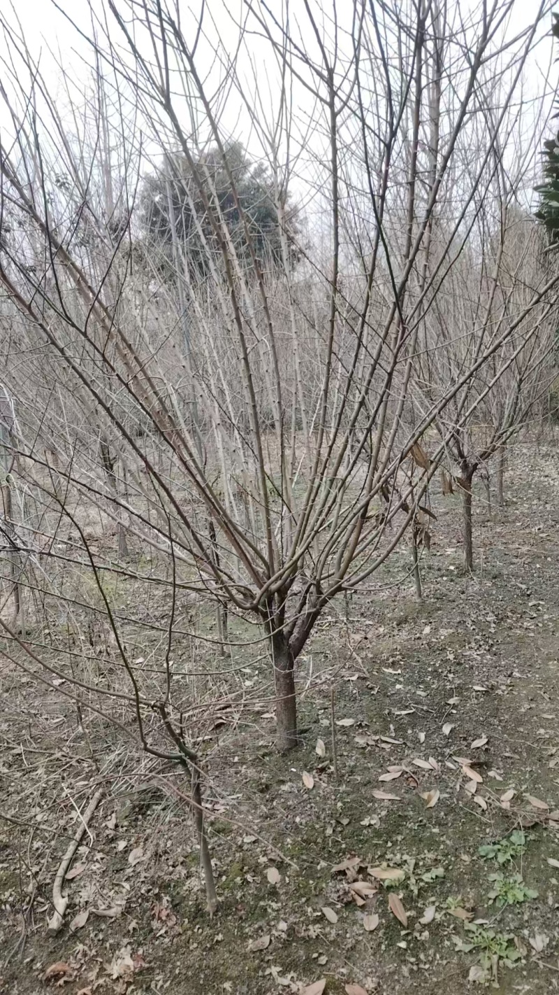 红梅