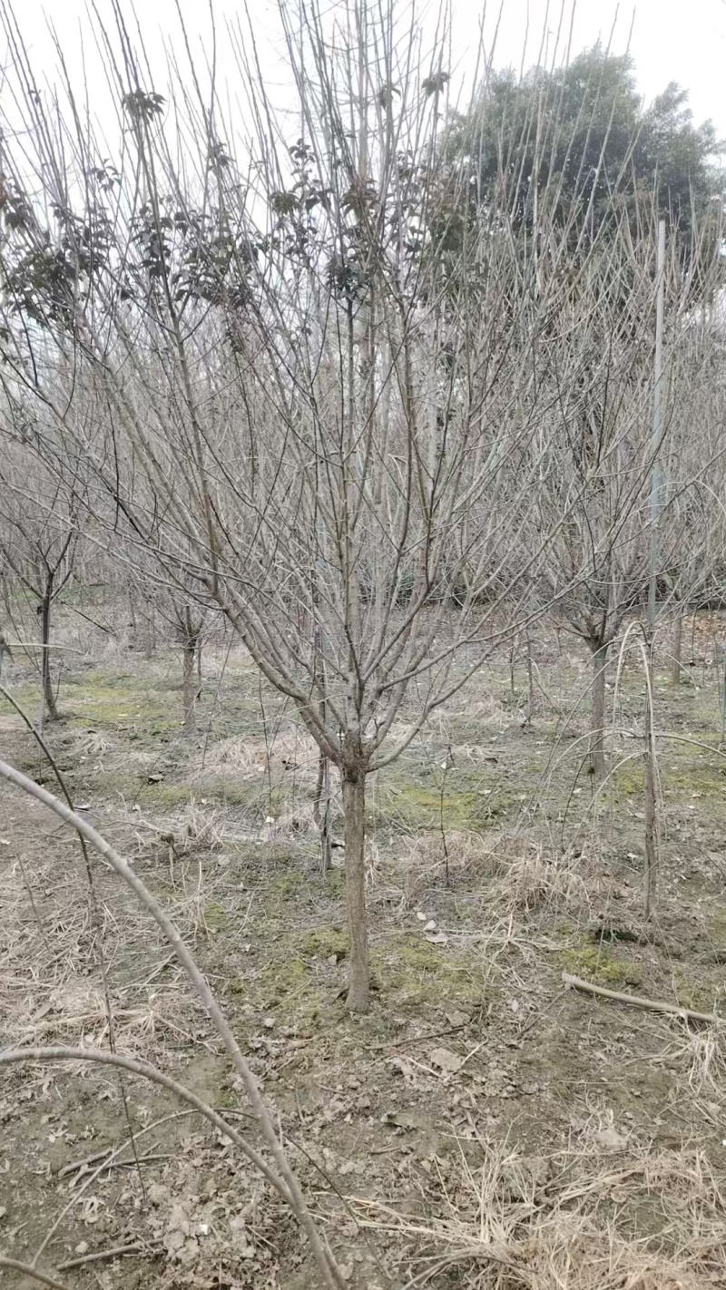 红梅