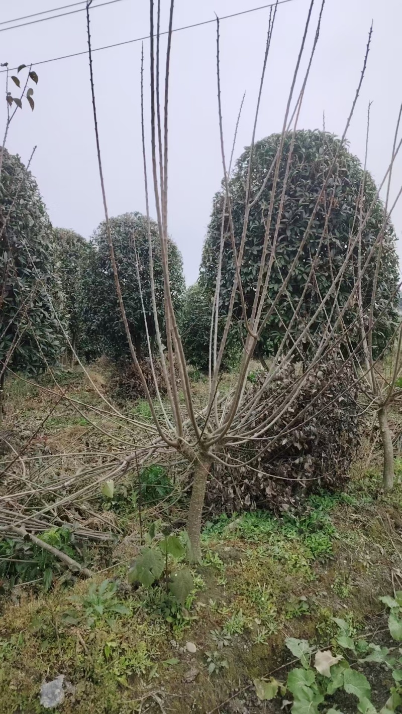红梅