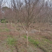 红枫