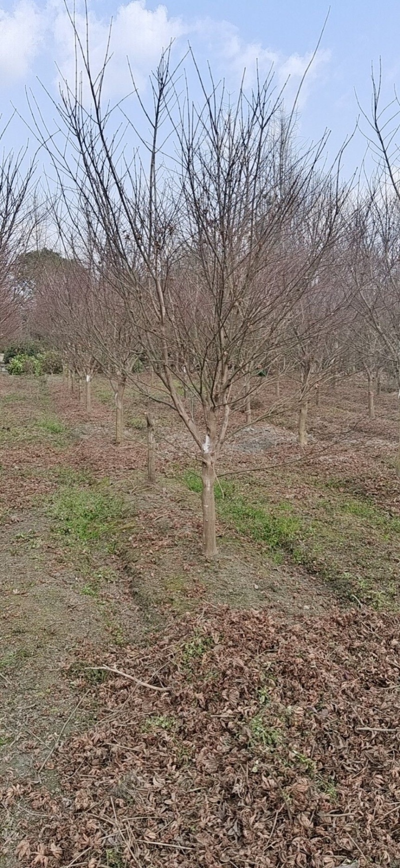 红枫