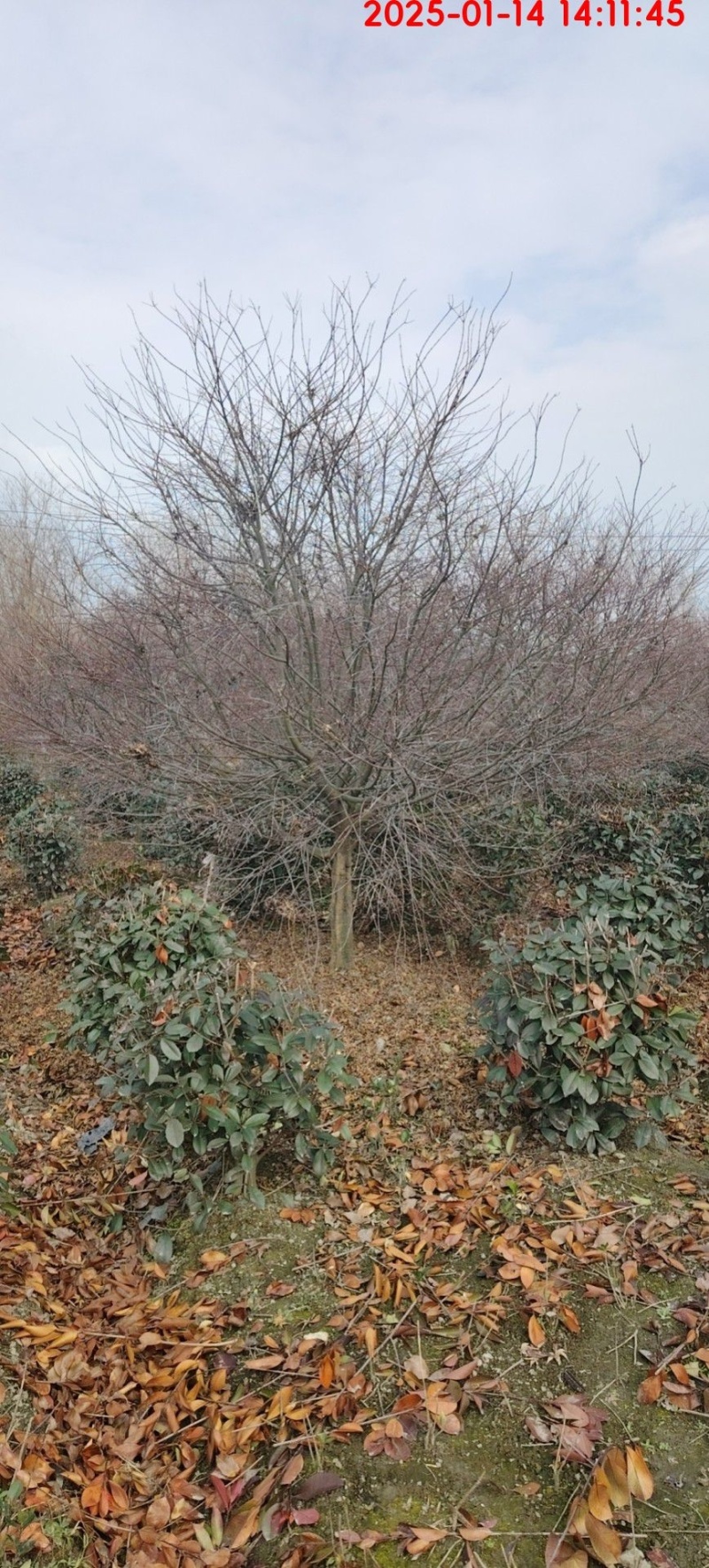 红枫