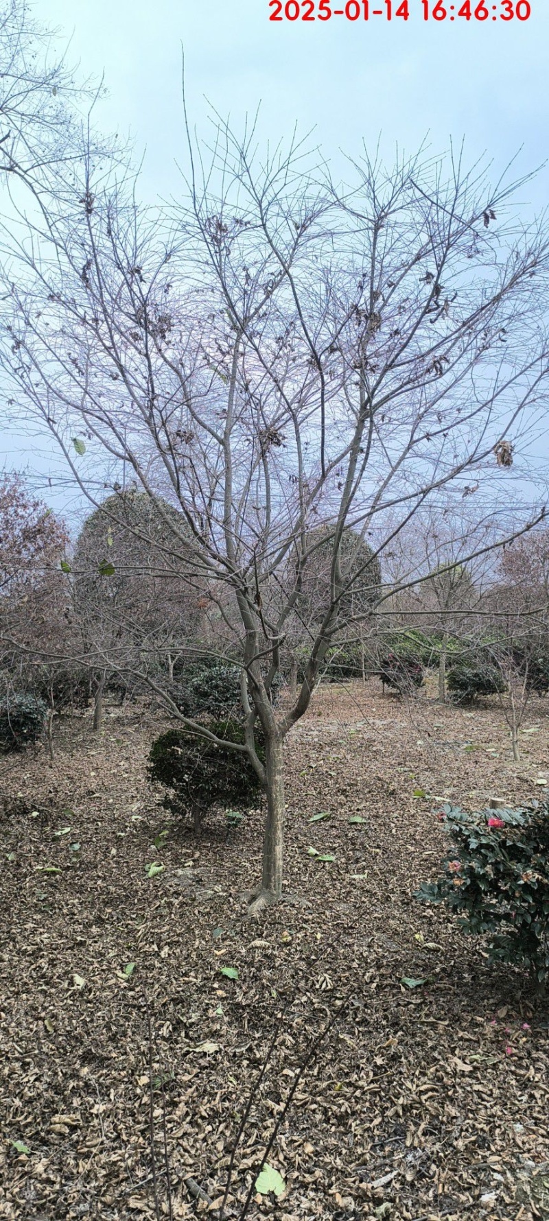 红枫