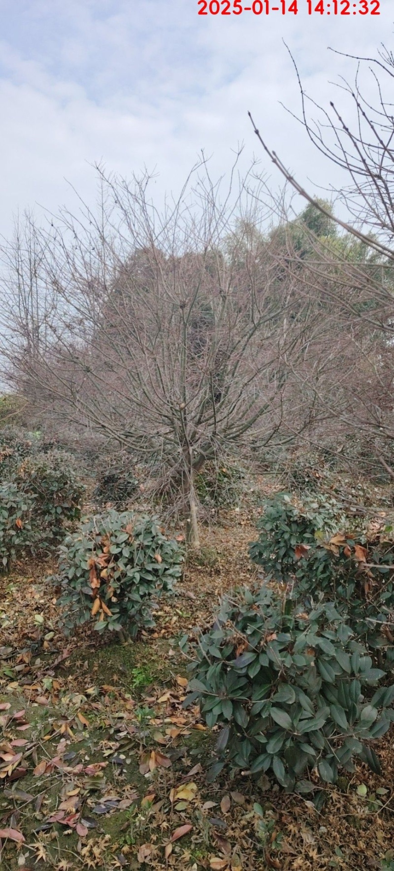 红枫