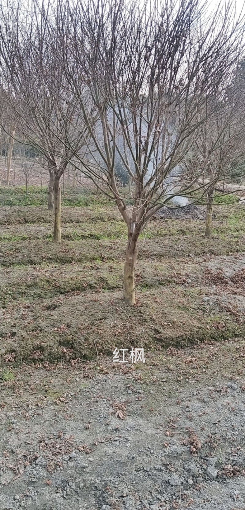 红枫