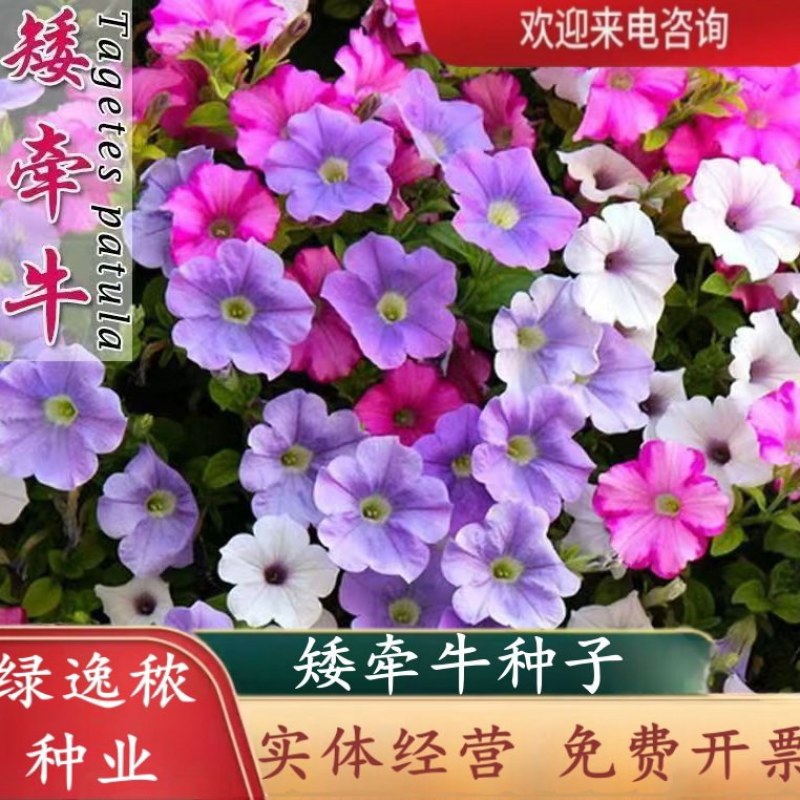 矮牵牛种子牵牛花种孑花种室内四季开花花草盆栽花卉植物花种