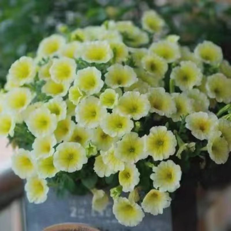 矮牵牛种子牵牛花种孑花种室内四季开花花草盆栽花卉植物花种