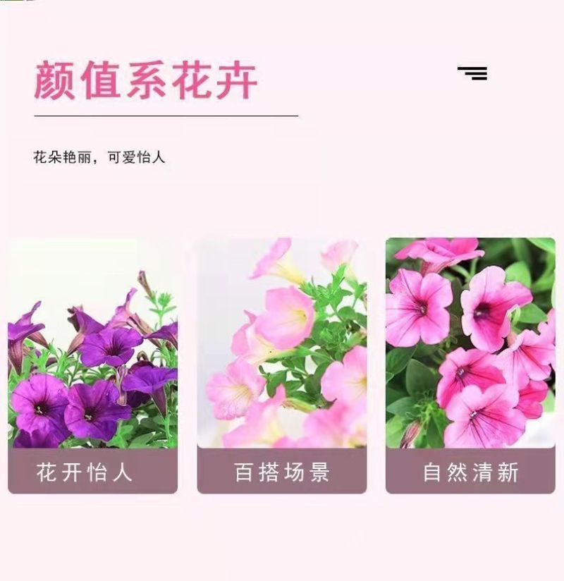 矮牵牛种子牵牛花种孑花种室内四季开花花草盆栽花卉植物花种