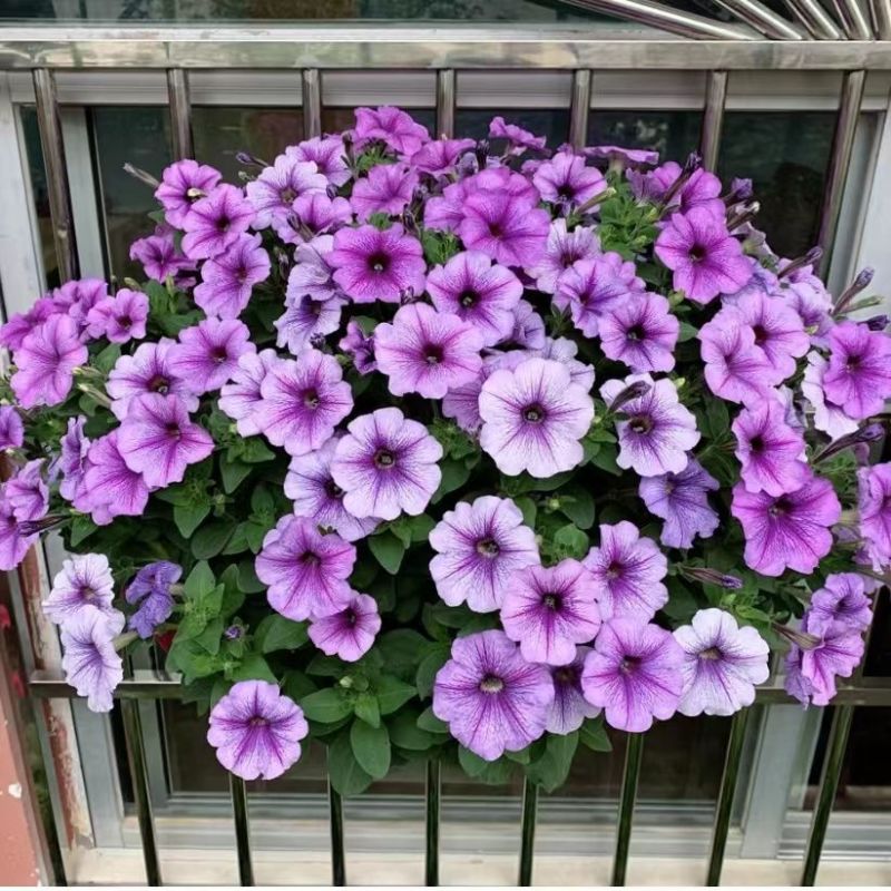 矮牵牛种子牵牛花种孑花种室内四季开花花草盆栽花卉植物花种
