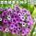 矮牵牛种子牵牛花种孑花种室内四季开花花草盆栽花卉植物花种