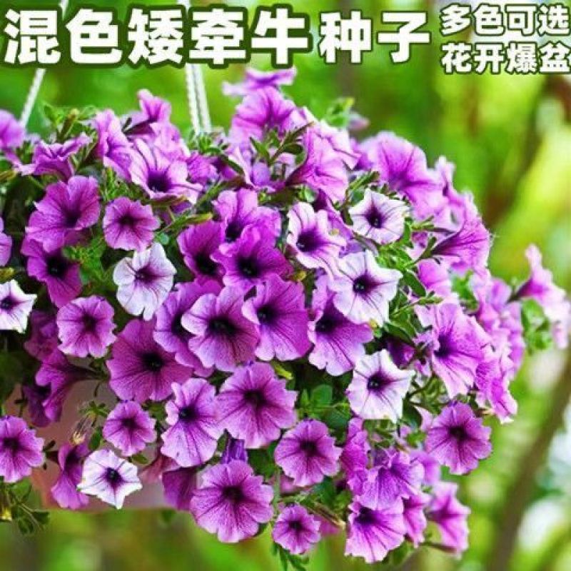 矮牵牛种子牵牛花种孑花种室内四季开花花草盆栽花卉植物花种